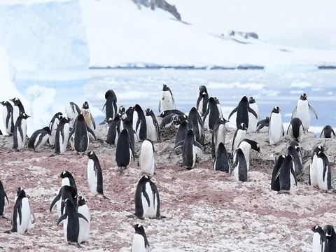 Chinstrap Penguins on the nest Stock Footage 81316962