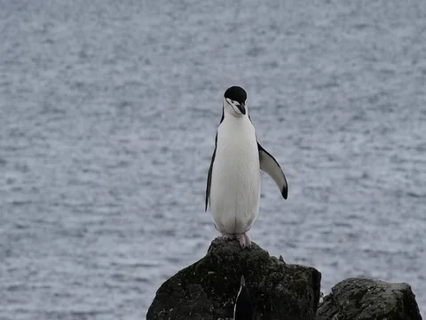Chinstrap Penguins on the nest Stock Footage 81316997