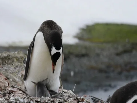 Chinstrap Penguins on the nest Stock Footage 81317122