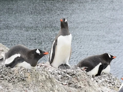 Chinstrap Penguins on the nest Stock Footage 81317235