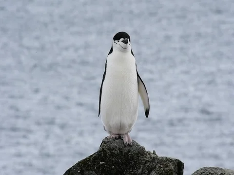 Chinstrap Penguins on the nest Stock Footage 81317356