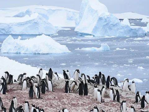 Chinstrap Penguins on the nest Video stock 81317409