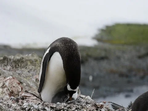 Chinstrap Penguins on the nest Stock Footage 81317645