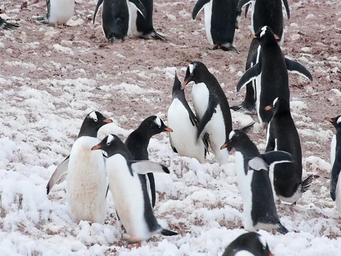 Chinstrap Penguins on the nest Stock Footage 81317737