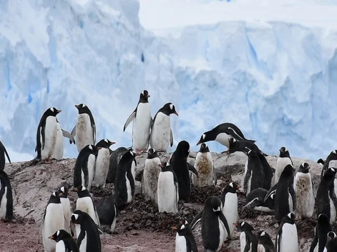 Chinstrap Penguins on the nest Stock Footage 81317878