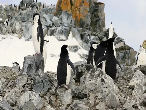 Chinstrap Penguins on the nest Stock Footage 81317943