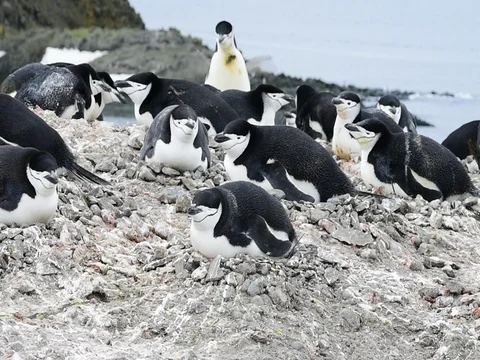 Chinstrap Penguins on the nest Stock Footage 81318034
