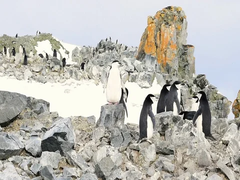 Chinstrap Penguins on the nest Stock Footage 81318195