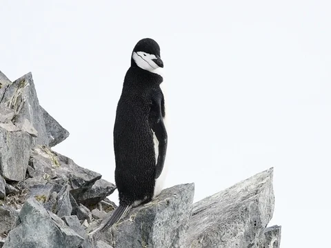 Chinstrap Penguins on the nest Stock Footage 81318331