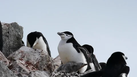 Chinstrap Penguins on the nest Stock Footage 88100149