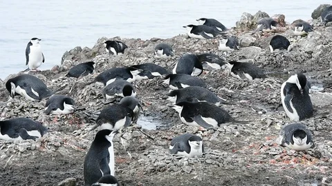 Chinstrap Penguins on the nest Stock Footage 88363556