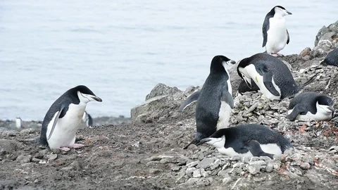 Chinstrap Penguins on the nest Stock Footage 88365298
