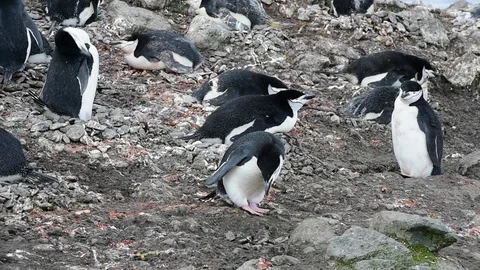 Chinstrap Penguins on the nest Stock Footage 88366747