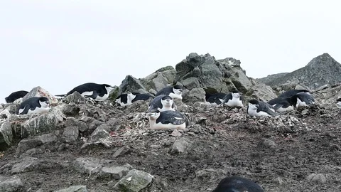 Chinstrap Penguins on the nest Stock Footage 88368110