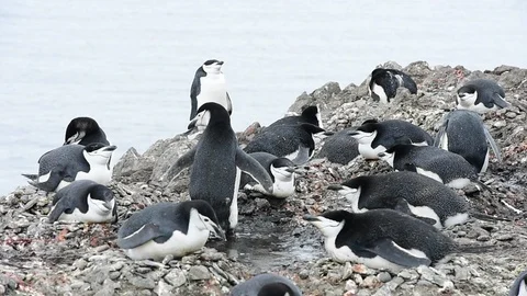Chinstrap Penguins on the nest Stock Footage 88377659