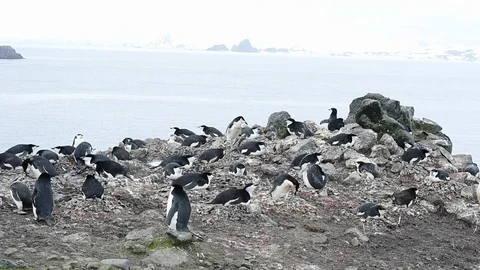Chinstrap Penguins on the nest Stock Footage 88378882