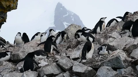 Chinstrap Penguins on the nest Stock Footage 90548636