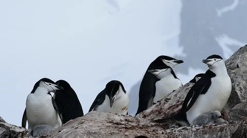 Chinstrap Penguins on the nest Stock Footage 90549605