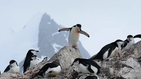 Chinstrap Penguins on the nest Stock Footage 90550493