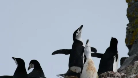 Chinstrap Penguins on the nest Stock Footage 90551380