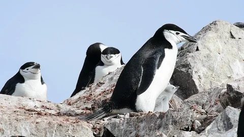 Chinstrap Penguins on the nest Stock Footage 90553580