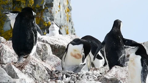 Chinstrap Penguins on the nest Stock Footage 90554471