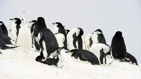 Chinstrap Penguins on the nest Stock Footage 94835677