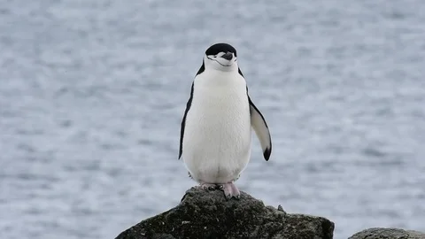 Chinstrap Penguins on the nest Stock Footage 107736848