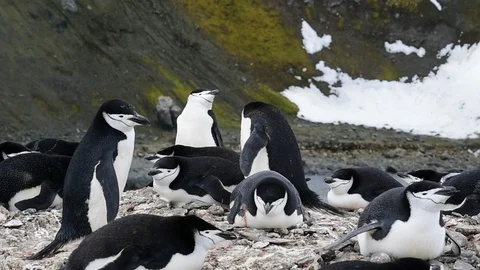 Chinstrap Penguins on the nest Stock Footage 107736970