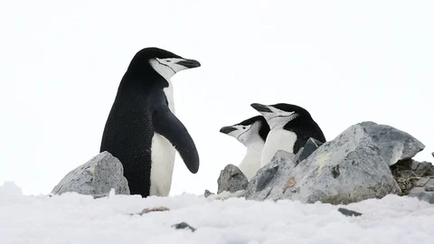 Chinstrap Penguins on the nest Stock Footage 113048294