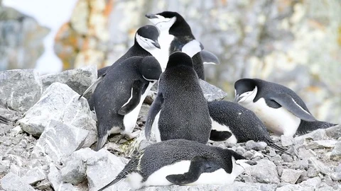 Chinstrap Penguins on the nest Stock Footage 113048360