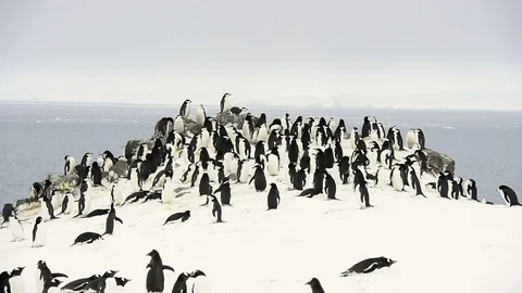 Chinstrap Penguins on the nest Stock Footage 113048643
