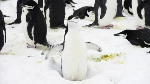 Chinstrap Penguins on the nest Stock Footage 113048766