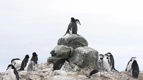 Chinstrap Penguins on the nest Stock Footage 113048923