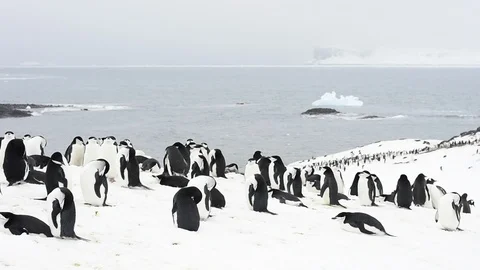 Chinstrap Penguins on the nest Stock Footage 113048927