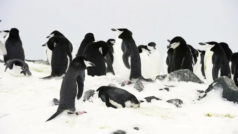 Chinstrap Penguins on the nest Stock Footage 113048969