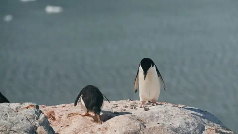 Chinstrap Penguins Perform Courtship Dance With Pebble Before Mating Stock Footage 340414475