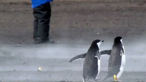 Chinstrap Penguins Running in mist Stock Footage 125762762