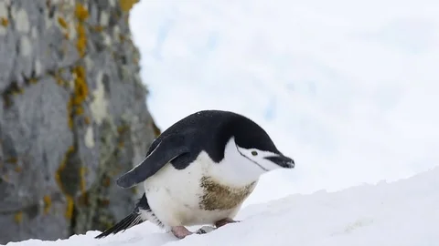 Chinstrap Penguins on snow Stock Footage 73747689