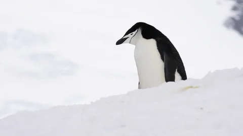 Chinstrap Penguins on snow Stock Footage 74502285