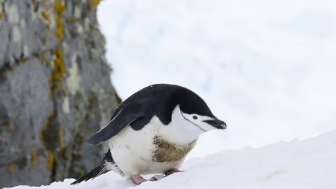 Chinstrap Penguins on the snow Stock Footage 75023519