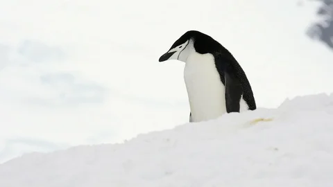 Chinstrap Penguins on the snow Stock Footage 101052158