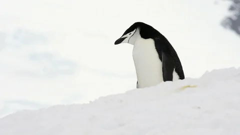 Chinstrap Penguins on the snow Stock Footage 113048317