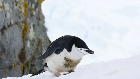 Chinstrap Penguins on the snow Stock Footage 113048408