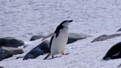 Chinstrap penguins on snow at Half Moon Island, Antarctica Stock Footage 346719248