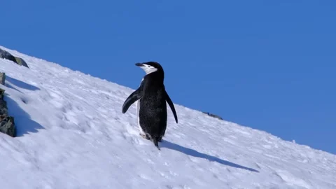Chinstrap penguins on snow at Half Moon Island, Antarctica Stock Footage 346719285