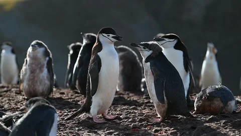Chinstrap Penguins Social Interaction 4k Telephoto Lens Footage Видео 338258603