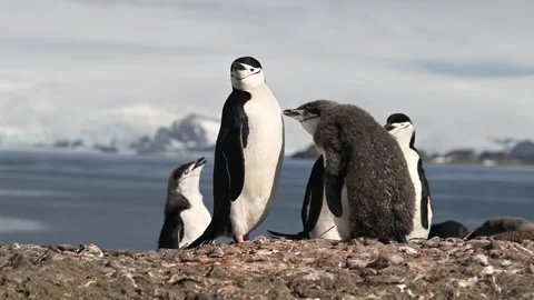 Chinstrap Penguins Vocalizing and Interacting in Antarctica 4k Shot 库存影片 338258685