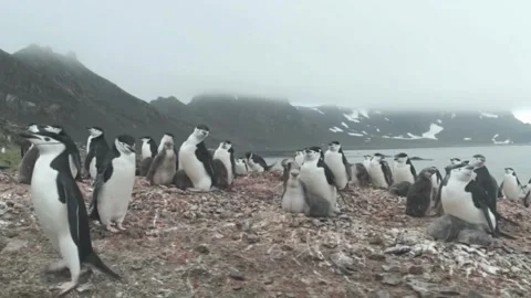 Chinstrap Penguins Walking In Large Antarctic Colony Video stock 328277759