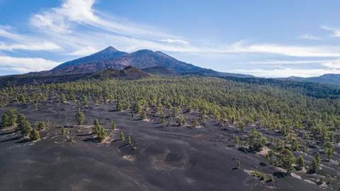 Chinyero Forest with Teide Volcano Foto stock
